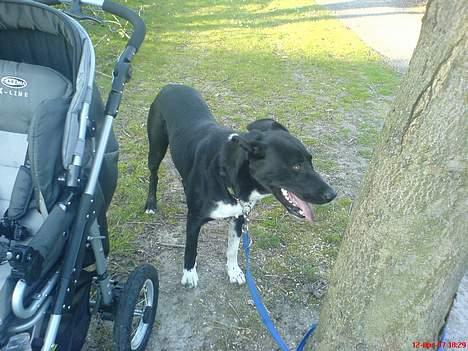 Blanding af racer Elvis - gåtur billede 16