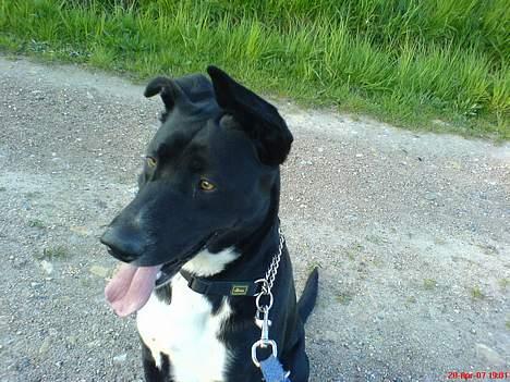 Blanding af racer Elvis - gåtur billede 17