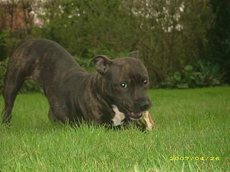 Staffordshire bull terrier kenzo. R.I.P billede 9