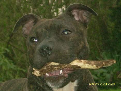 Staffordshire bull terrier kenzo. R.I.P billede 10