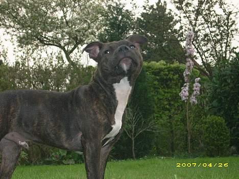Staffordshire bull terrier kenzo. R.I.P billede 11