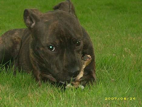 Staffordshire bull terrier kenzo. R.I.P billede 12