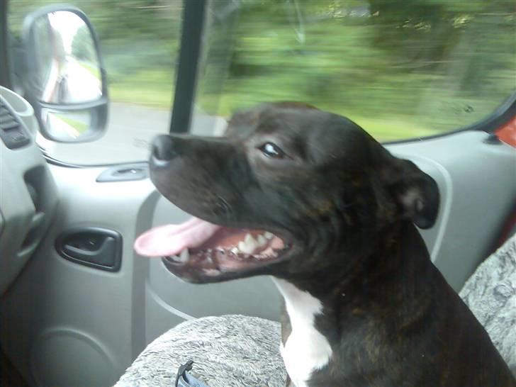 Staffordshire bull terrier kenzo. R.I.P billede 13