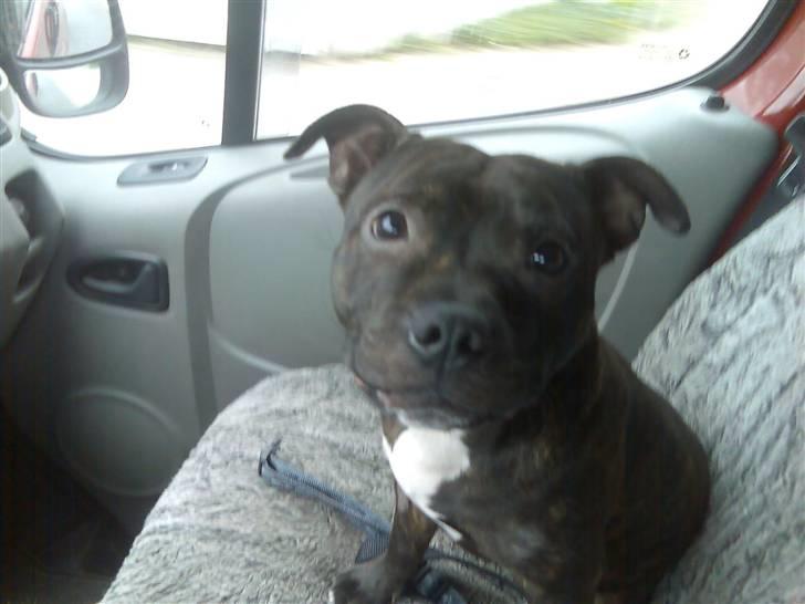 Staffordshire bull terrier kenzo. R.I.P billede 14