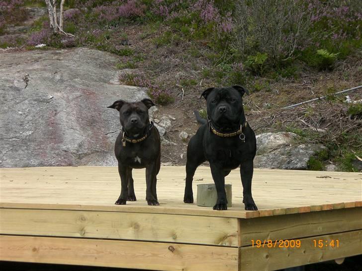 Staffordshire bull terrier Freja - Så er jeg i skoven med Mor :) sidder jeg ikke pænt? billede 1