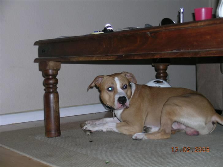 Amerikansk staffordshire terrier Buller billede 14