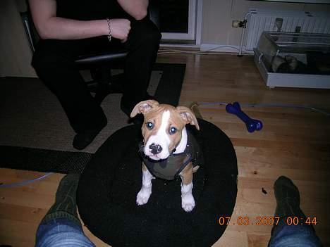 Amerikansk staffordshire terrier Buller billede 15