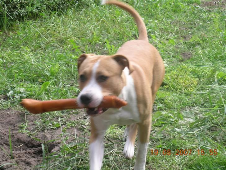 Amerikansk staffordshire terrier Buller billede 16