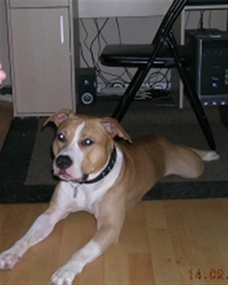 Amerikansk staffordshire terrier Buller billede 17