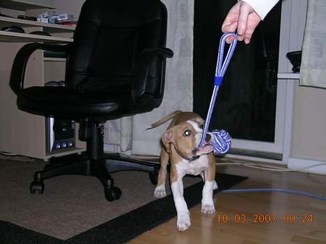 Amerikansk staffordshire terrier Buller billede 18