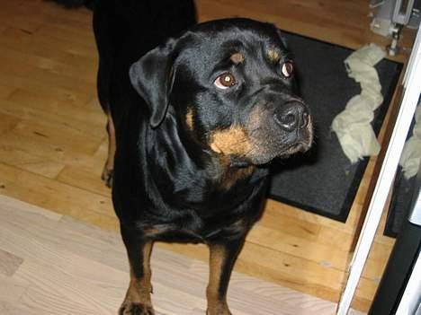 Rottweiler Nikki  *R.I.P.* billede 7