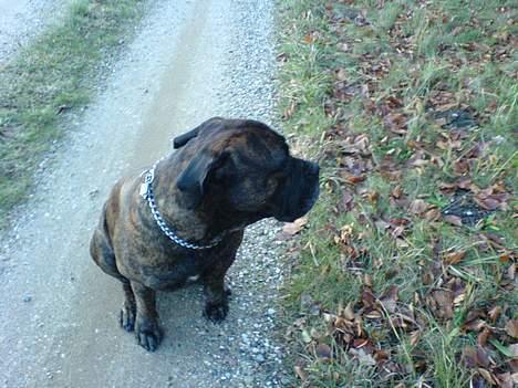 Boerboel majestic rock billede 1