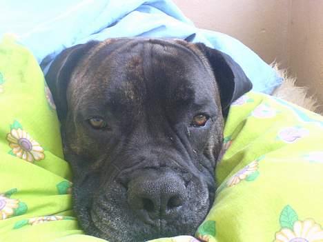 Boerboel majestic rock billede 2