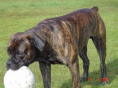 Boerboel majestic rock billede 3