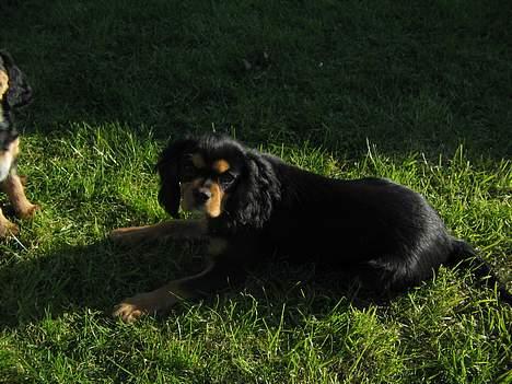 Cavalier king charles spaniel Bølle billede 1