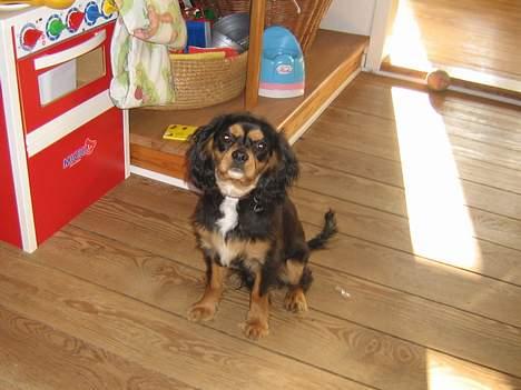 Cavalier king charles spaniel Bølle billede 2