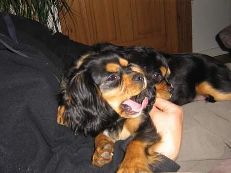 Cavalier king charles spaniel Bølle billede 3