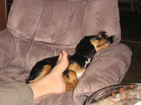 Cavalier king charles spaniel Bølle billede 4