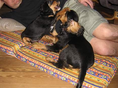 Cavalier king charles spaniel Bølle billede 5