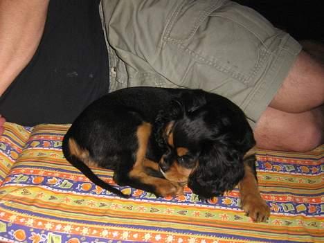 Cavalier king charles spaniel Bølle billede 6