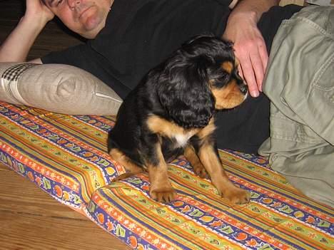 Cavalier king charles spaniel Bølle billede 7