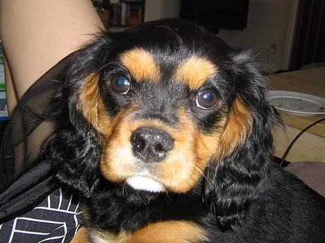 Cavalier king charles spaniel Bølle billede 8