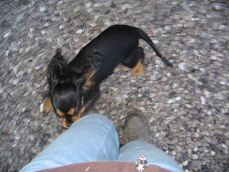 Cavalier king charles spaniel Bølle billede 9