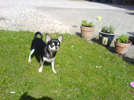 Chihuahua mingus billede 20