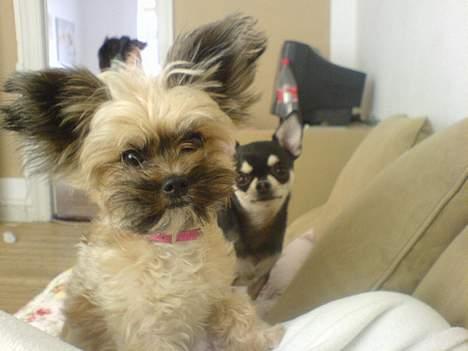 Chihuahua gucci - JA JEG ER BLEVET NOGET STØRRE END SIDT I SÅ MIG HEHE billede 7