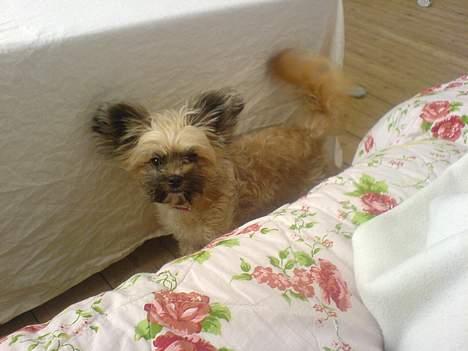 Chihuahua gucci - mingus gemmer sig under bordet den lill klovn billede 8