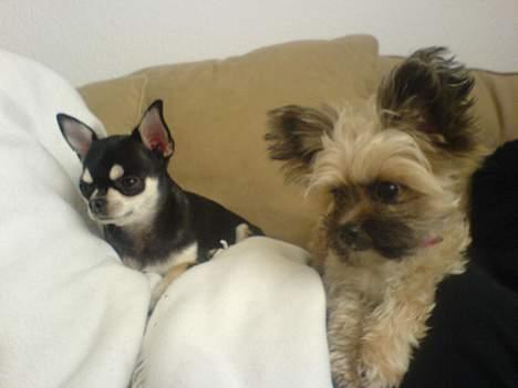 Chihuahua gucci billede 9