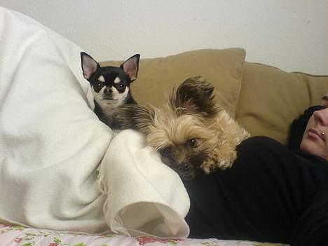 Chihuahua gucci billede 10