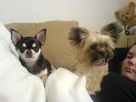 Chihuahua gucci billede 11