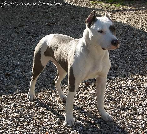 Amerikansk staffordshire terrier Icewood EZ Blue Baby Girl - Rest in Peace <3 billede 18