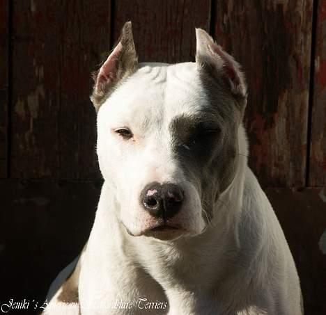 Amerikansk staffordshire terrier Icewood EZ Blue Baby Girl - Rest in Peace <3 billede 19
