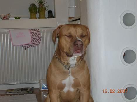 Blanding af racer Boey DØD billede 16