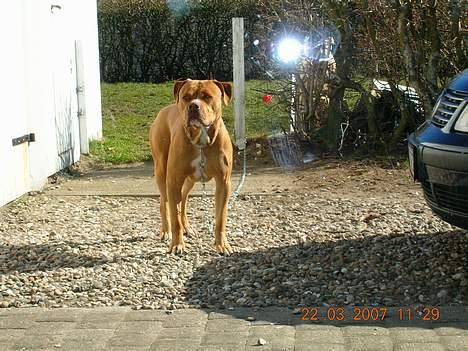 Blanding af racer Boey DØD billede 18