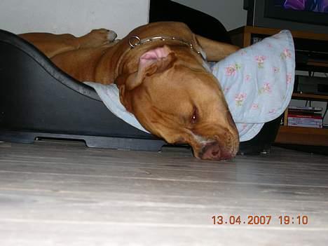 Blanding af racer Boey DØD billede 19