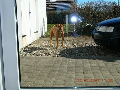 Blanding af racer Boey DØD billede 20