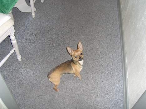 Chihuahua Cato billede 4