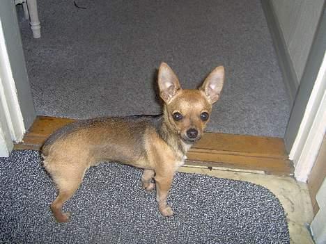 Chihuahua Cato billede 5