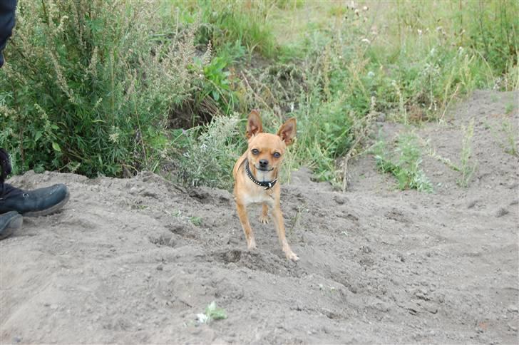 Chihuahua Cato billede 6