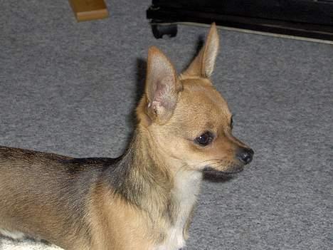 Chihuahua Cato billede 7
