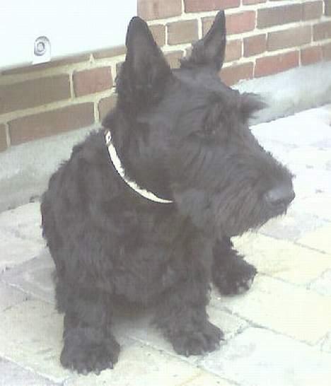 Skotsk terrier Netto - efter 1. trimning i sept. 2006 billede 1