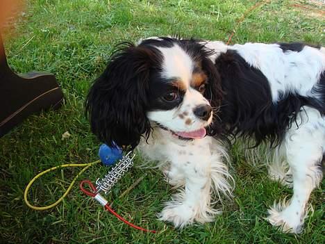 Cavalier king charles spaniel lady billede 16