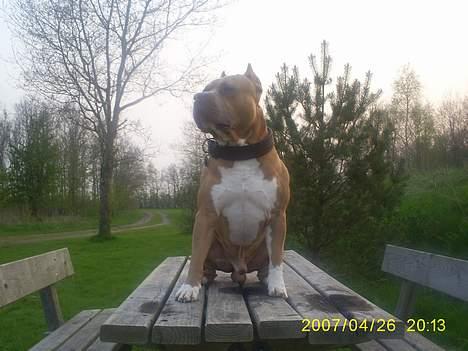 Amerikansk staffordshire terrier diesel (cerius) R.I.P billede 20