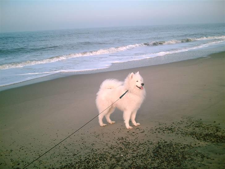 Samojedhund Snemark's Mr. Hot Stuff billede 19