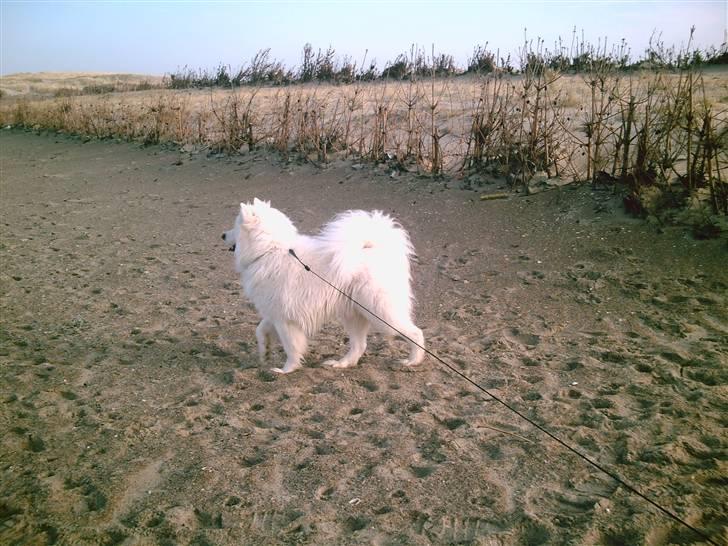 Samojedhund Snemark's Mr. Hot Stuff billede 20