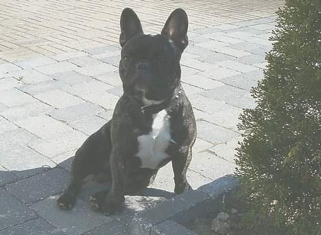 Fransk bulldog OZZY billede 14