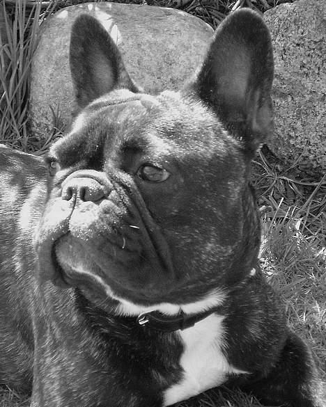 Fransk bulldog OZZY billede 16